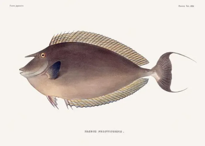 Framed Print : Vintage fish illustration. A plate from an antique book on Japanese fauna, circa 1850 Framed Print : Vintage fish illustration. A plate from an antique book on Japanese fauna, circa 1850
