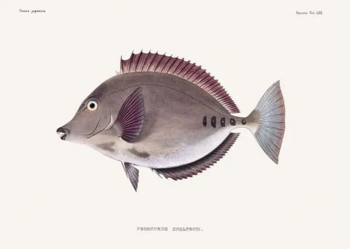 Framed Print : Vintage fish illustration. A plate from an antique book on Japanese fauna, circa 1850