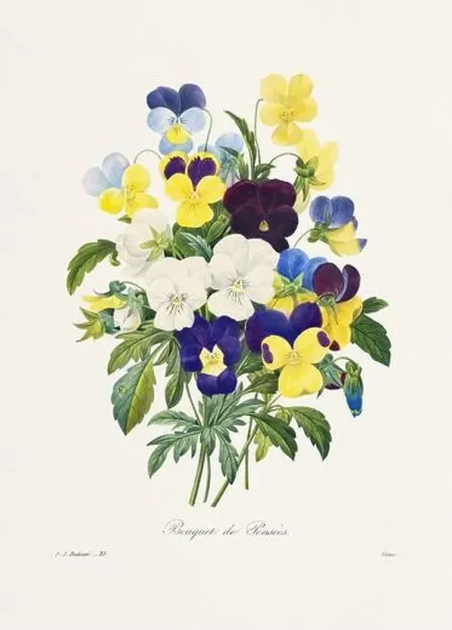 Framed Print : Vintage flower illustration. 19th Century French Floral Plate by Pierre Joseph Redouté Framed Print : Vintage flower illustration. 19th Century French Floral Plate by Pierre Joseph Redouté