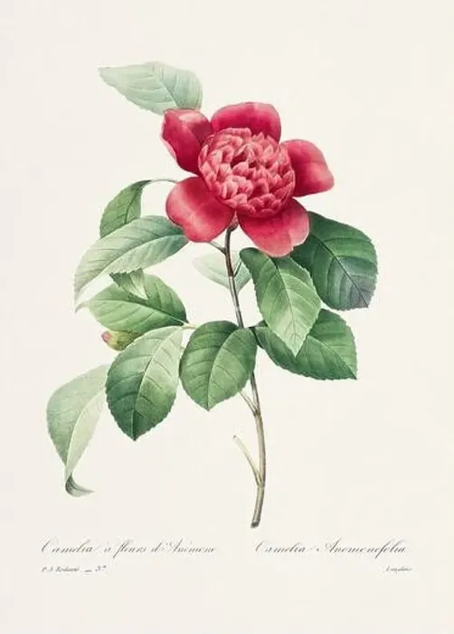 Framed Print : Vintage flower illustration. 19th Century French Floral Plate by Pierre Joseph Redouté Framed Print : Vintage flower illustration. 19th Century French Floral Plate by Pierre Joseph Redouté