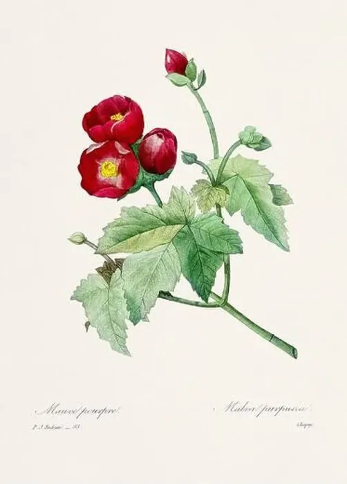 Framed Print : Vintage flower illustration. 19th Century French Floral Plate by Pierre Joseph Redouté