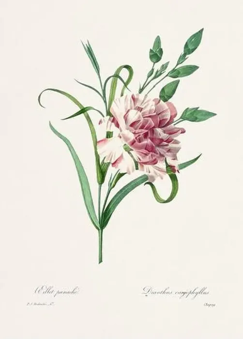 Framed Print : Vintage flower illustration. 19th Century French Floral Plate by Pierre Joseph Redouté Framed Print : Vintage flower illustration. 19th Century French Floral Plate by Pierre Joseph Redouté