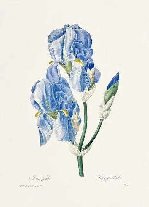 Framed Print : Vintage flower illustration. 19th Century French Floral Plate by Pierre Joseph Redouté Framed Print : Vintage flower illustration. 19th Century French Floral Plate by Pierre Joseph Redouté