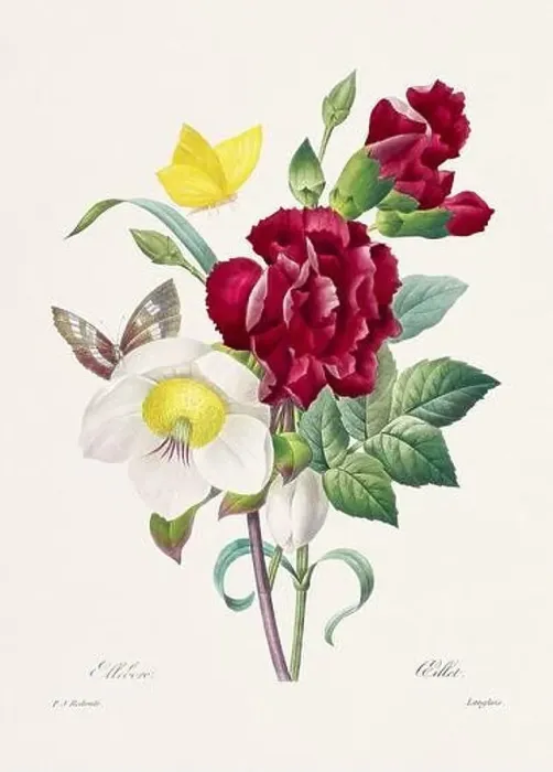 Framed Print : Vintage flower illustration. 19th Century French Floral Plate by Pierre Joseph Redouté Framed Print : Vintage flower illustration. 19th Century French Floral Plate by Pierre Joseph Redouté