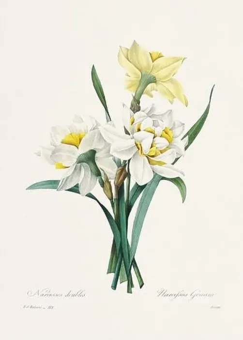 Framed Print : Vintage flower illustration. 19th Century French Floral Plate by Pierre Joseph Redouté Framed Print : Vintage flower illustration. 19th Century French Floral Plate by Pierre Joseph Redouté