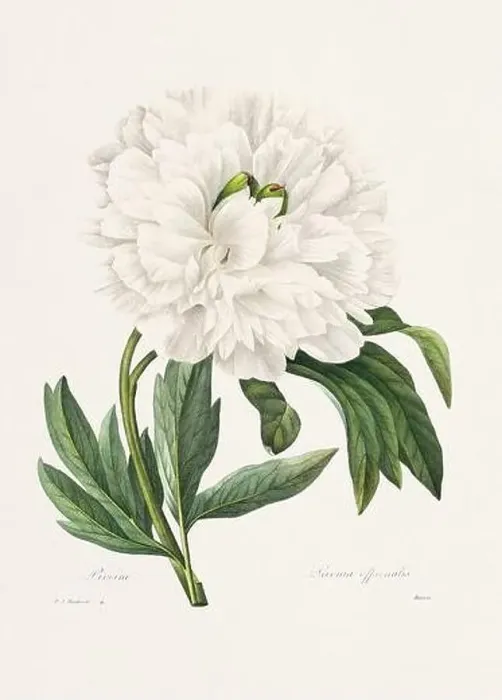 Framed Print : Vintage flower illustration. 19th Century French Floral Plate by Pierre Joseph Redouté Framed Print : Vintage flower illustration. 19th Century French Floral Plate by Pierre Joseph Redouté