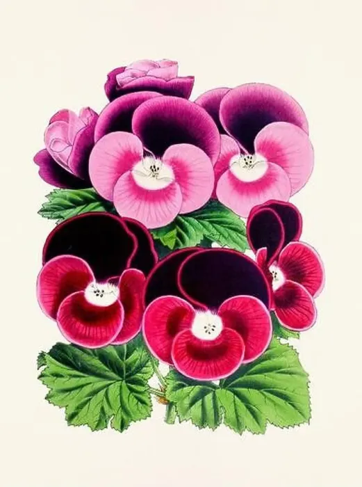 Framed Print : Vintage flower illustration Framed Print : Vintage flower illustration