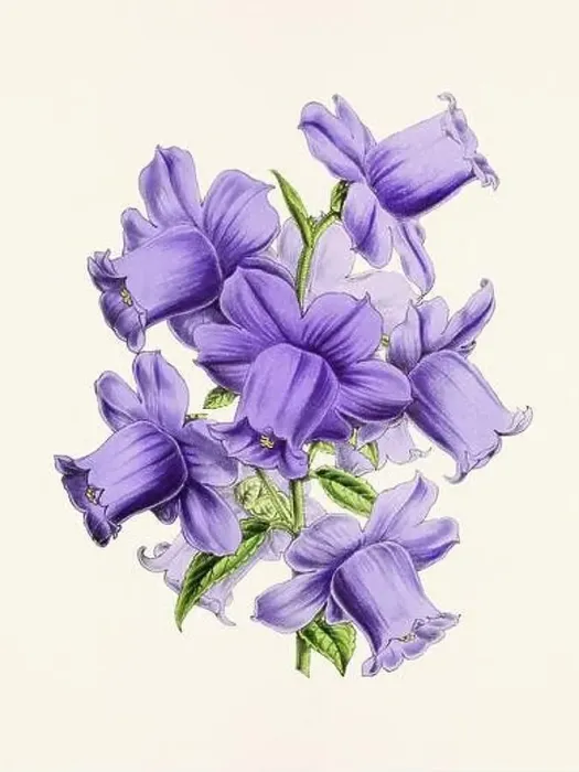 Framed Print : Vintage flower illustration Framed Print : Vintage flower illustration