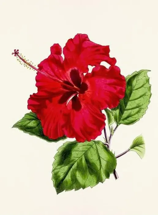 Framed Print : Vintage flower illustration Framed Print : Vintage flower illustration
