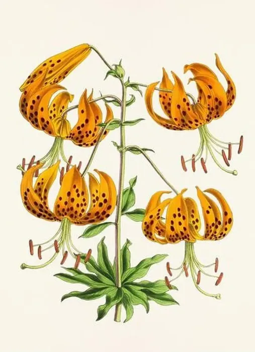 Framed Print : Vintage flower illustration Framed Print : Vintage flower illustration