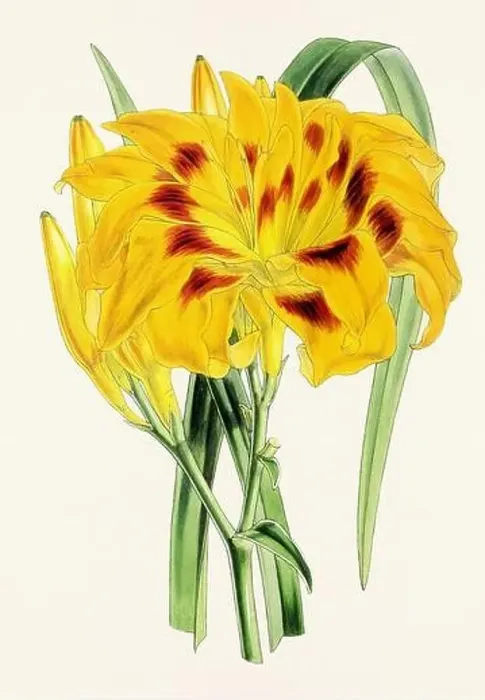 Framed Print : Vintage flower illustration Framed Print : Vintage flower illustration