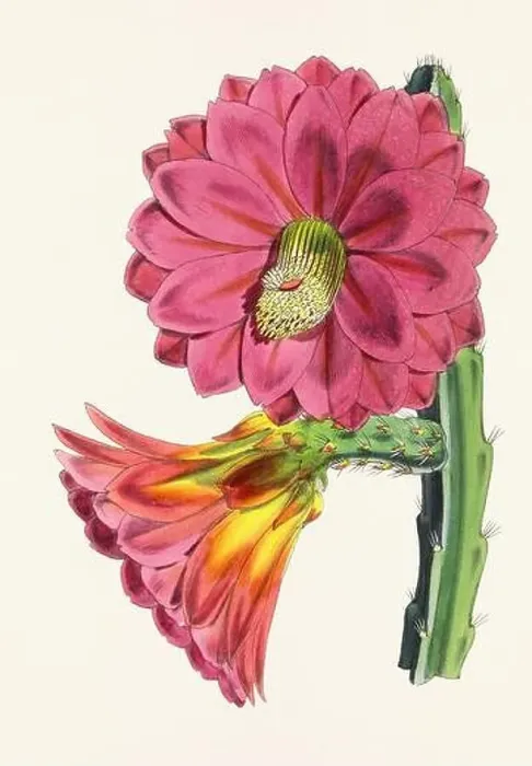 Framed Print : Vintage flower illustration Framed Print : Vintage flower illustration
