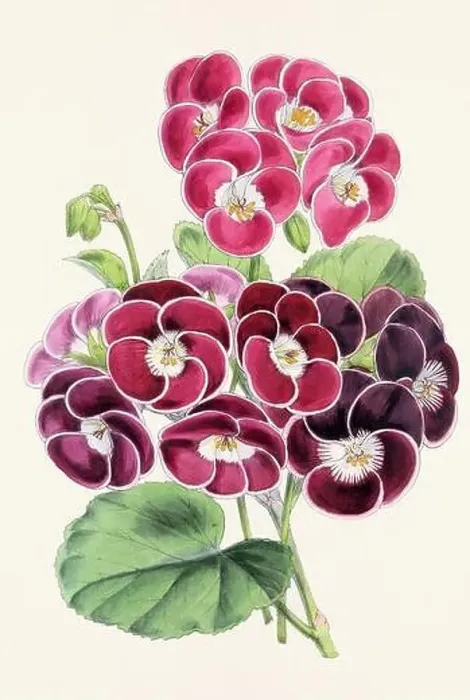 Framed Print : Vintage flower illustration Framed Print : Vintage flower illustration