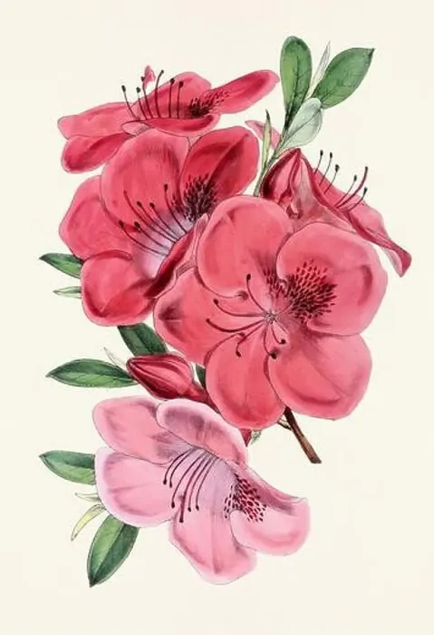 Framed Print : Vintage flower illustration Framed Print : Vintage flower illustration