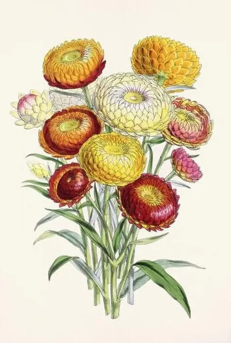 Framed Print : Vintage flower illustration Framed Print : Vintage flower illustration