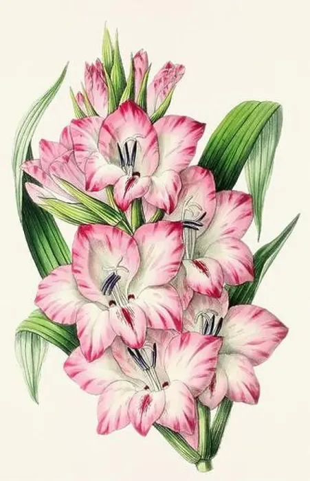 Framed Print : Vintage flower illustration Framed Print : Vintage flower illustration