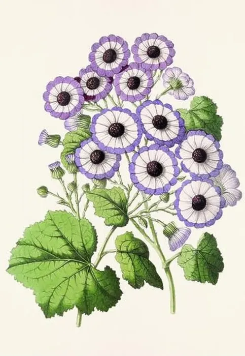 Framed Print : Vintage flower illustration Framed Print : Vintage flower illustration