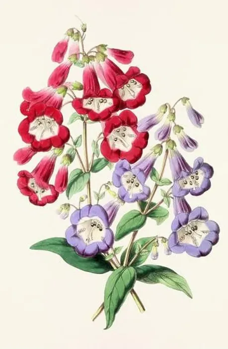 Framed Print : Vintage flower illustration Framed Print : Vintage flower illustration