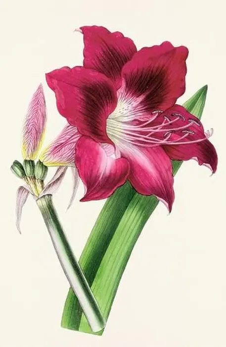 Framed Print : Vintage flower illustration Framed Print : Vintage flower illustration