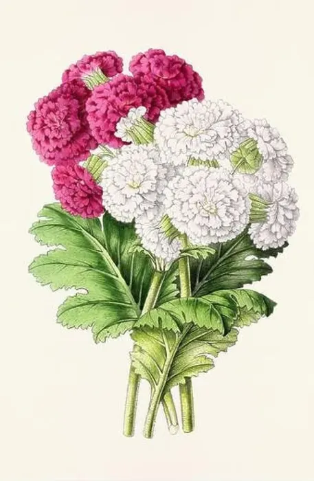Framed Print : Vintage flower illustration