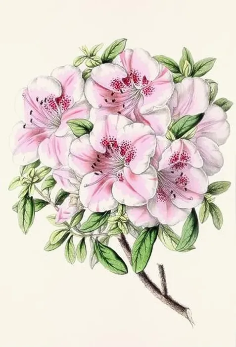 Framed Print : Vintage flower illustration Framed Print : Vintage flower illustration
