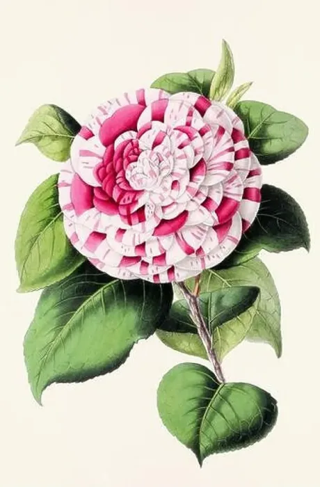 Framed Print : Vintage flower illustration Framed Print : Vintage flower illustration