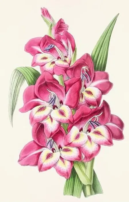 Framed Print : Vintage flower illustration Framed Print : Vintage flower illustration