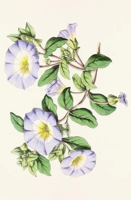 Framed Print : Vintage flower illustration Framed Print : Vintage flower illustration