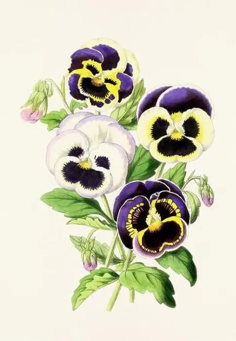 Framed Print : Vintage flower illustration Framed Print : Vintage flower illustration