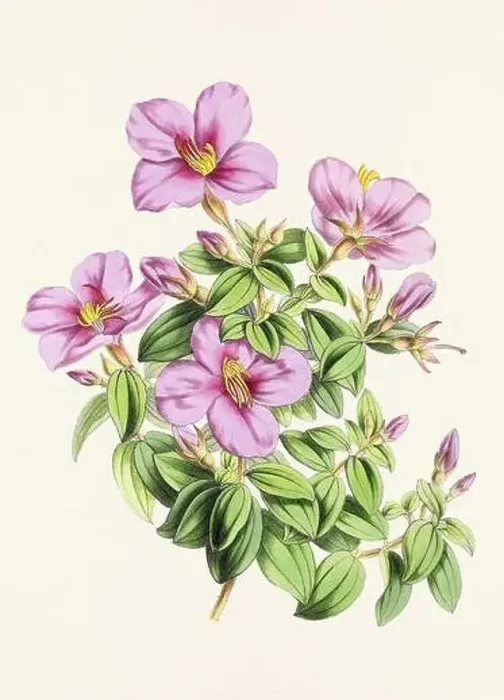 Framed Print : Vintage flower illustration Framed Print : Vintage flower illustration