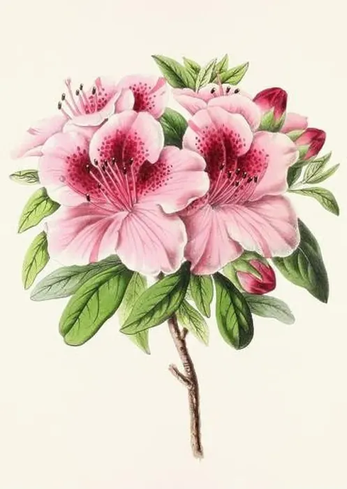 Framed Print : Vintage flower illustration Framed Print : Vintage flower illustration