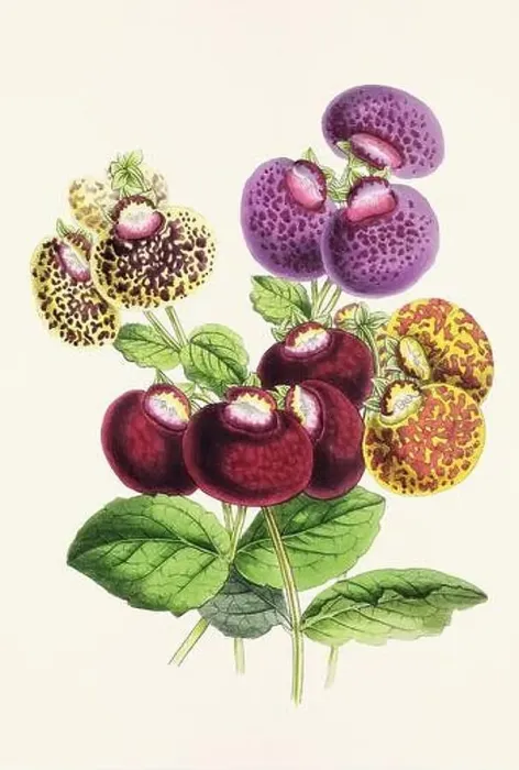 Framed Print : Vintage flower illustration Framed Print : Vintage flower illustration