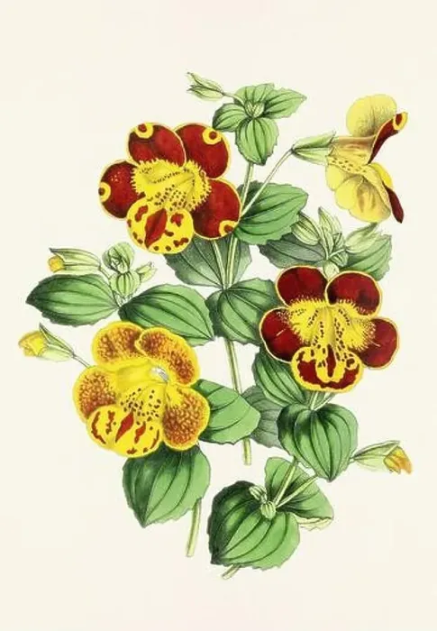 Framed Print : Vintage flower illustration Framed Print : Vintage flower illustration