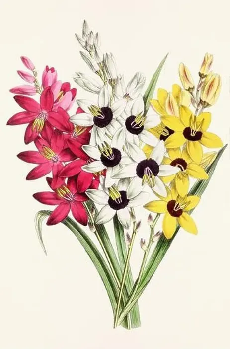 Framed Print : Vintage flower illustration Framed Print : Vintage flower illustration