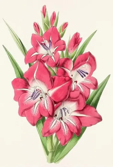 Framed Print : Vintage flower illustration Framed Print : Vintage flower illustration