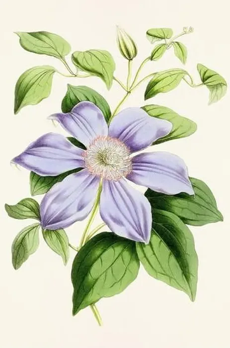 Framed Print : Vintage flower illustration Framed Print : Vintage flower illustration