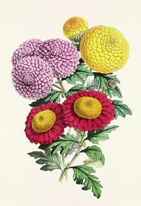 Framed Print : Vintage flower illustration Framed Print : Vintage flower illustration