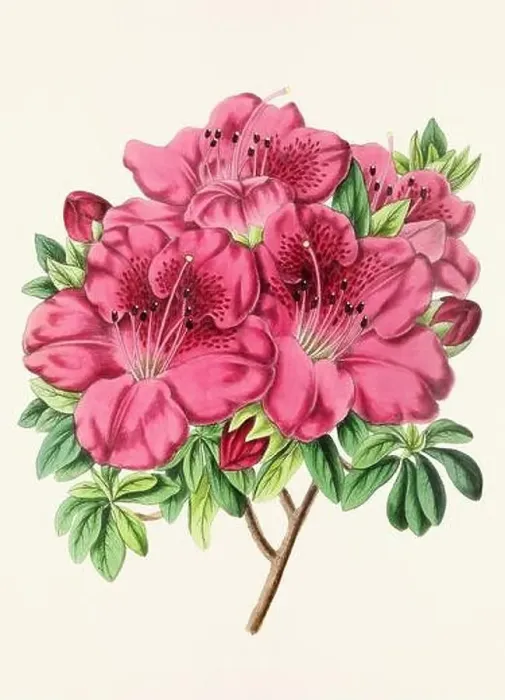 Framed Print : Vintage flower illustration Framed Print : Vintage flower illustration