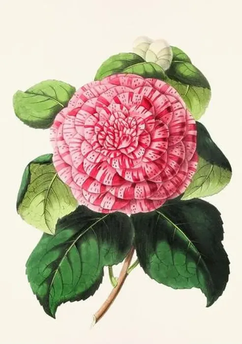 Framed Print : Vintage flower illustration Framed Print : Vintage flower illustration