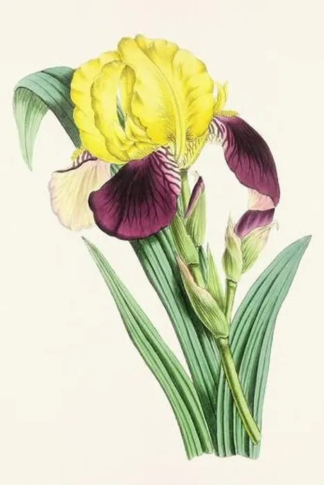 Framed Print : Vintage flower illustration Framed Print : Vintage flower illustration