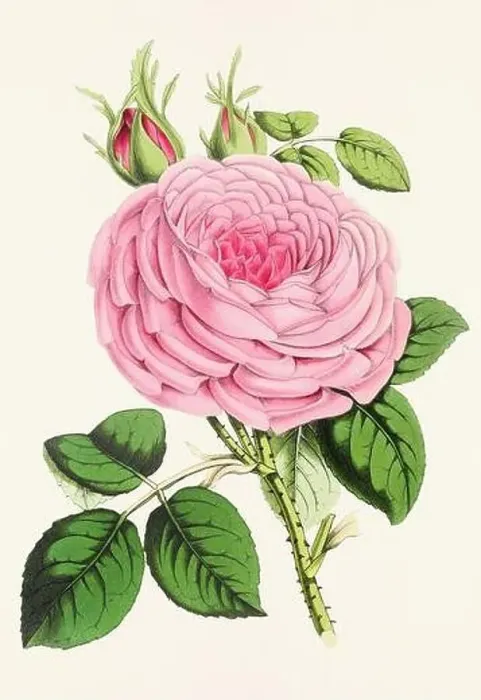 Framed Print : Vintage flower illustration Framed Print : Vintage flower illustration