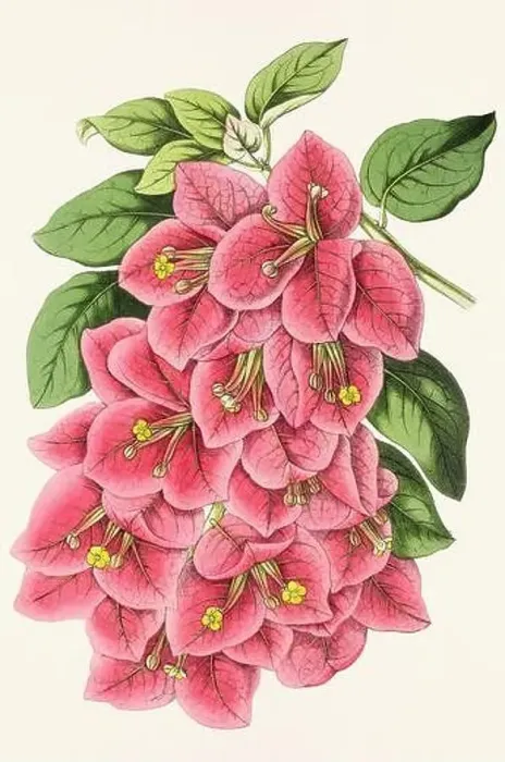 Framed Print : Vintage flower illustration Framed Print : Vintage flower illustration