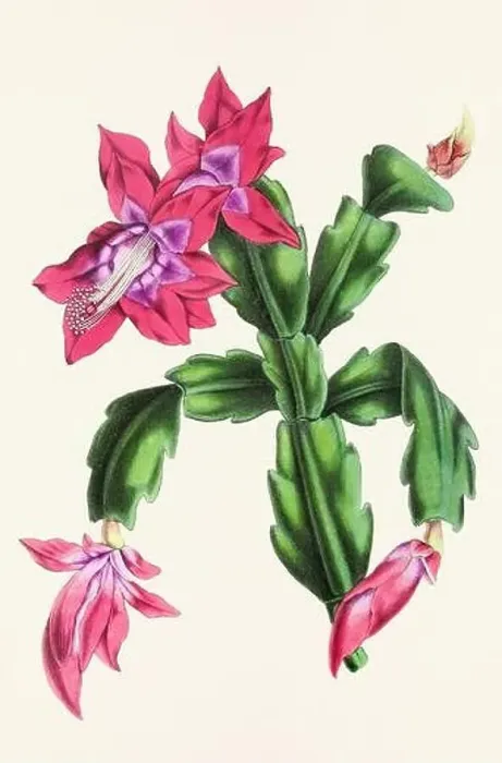 Framed Print : Vintage flower illustration Framed Print : Vintage flower illustration