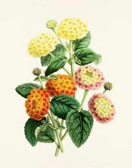 Framed Print : Vintage flower illustration Framed Print : Vintage flower illustration