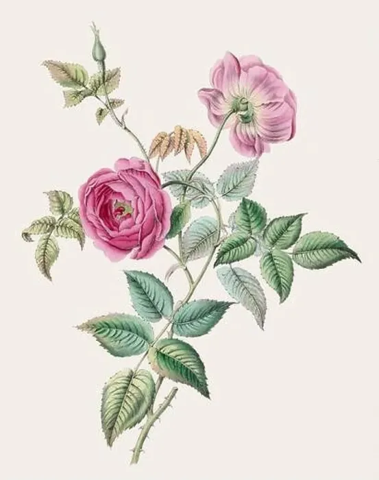 Framed Print : Vintage flower illustration Framed Print : Vintage flower illustration
