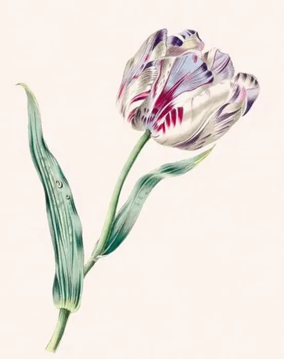 Framed Print : Vintage flower illustration Framed Print : Vintage flower illustration