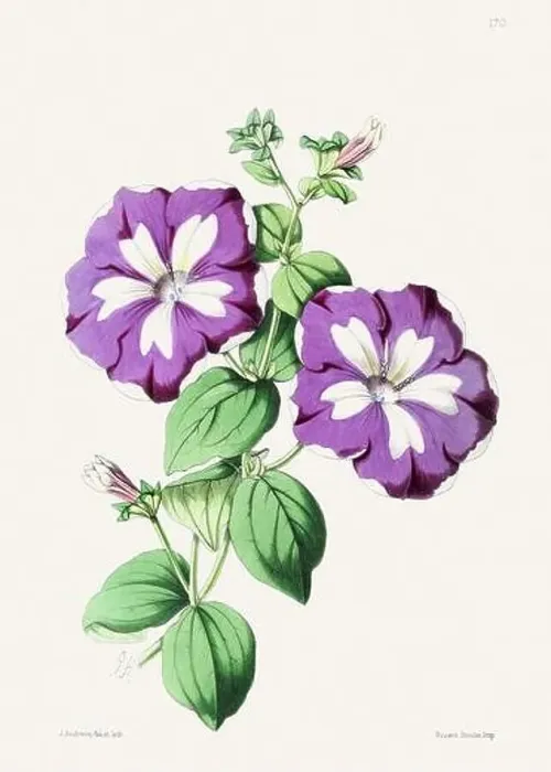 Framed Print : Vintage flower illustration Framed Print : Vintage flower illustration