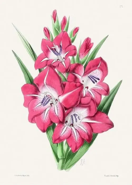 Framed Print : Vintage flower illustration Framed Print : Vintage flower illustration