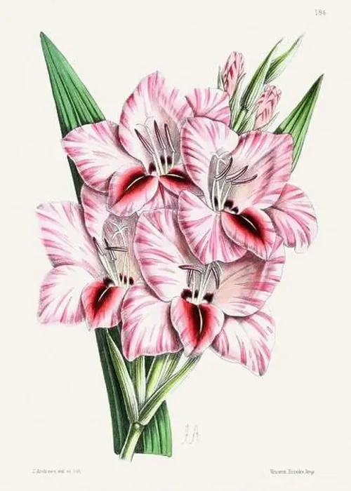 Framed Print : Vintage flower illustration Framed Print : Vintage flower illustration