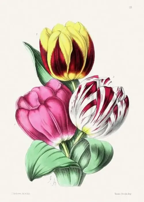 Framed Print : Vintage flower illustration Framed Print : Vintage flower illustration